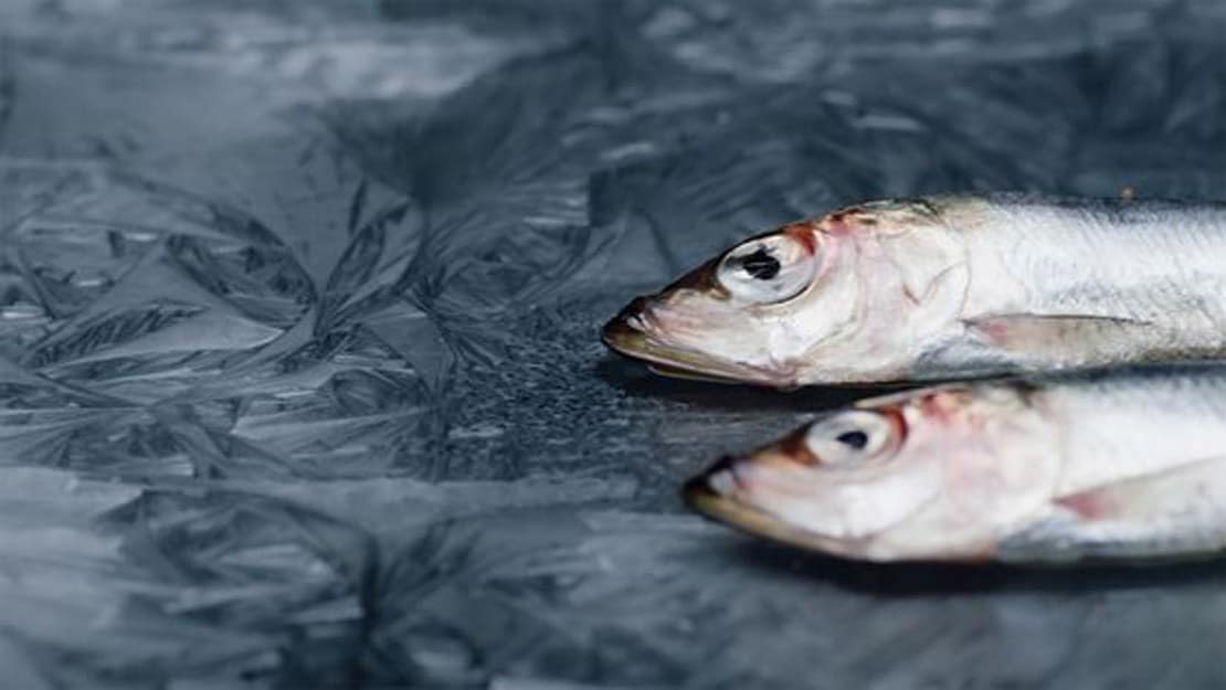 FREEZE THE FRESHNESS