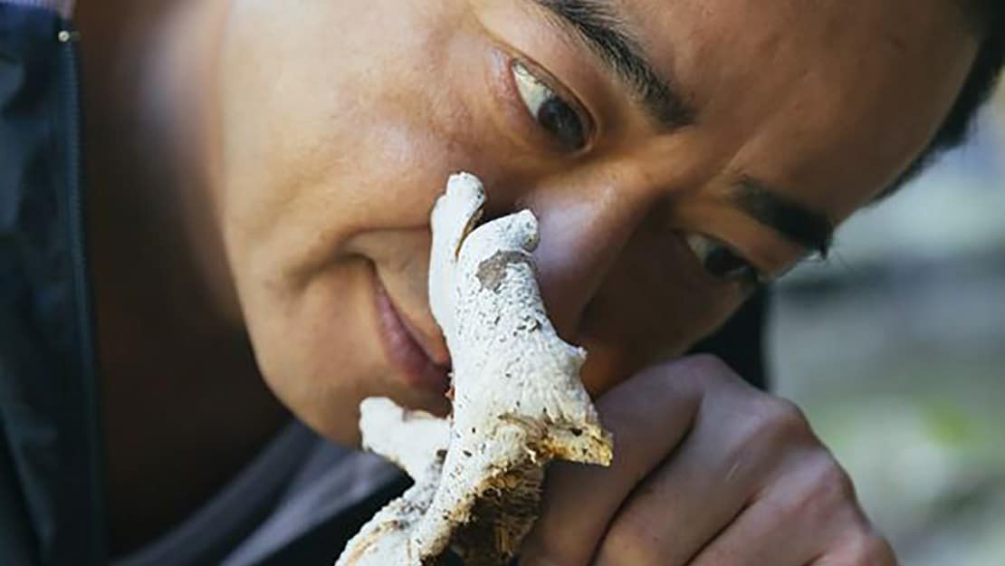 À la recherche de la fraîcheur